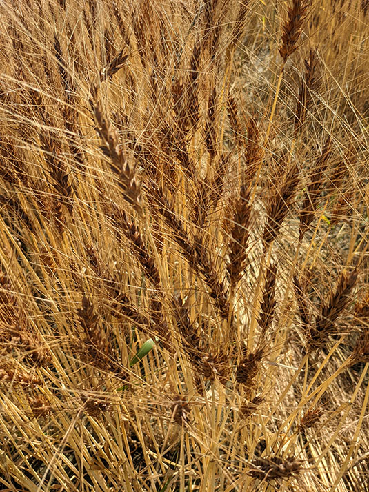 Irrigated Winter Wheat Maturing. Full image view opens in a new window.